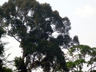 Tree against the sky – Cameroon