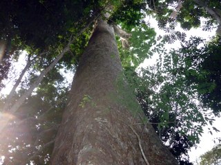 Tree trunk stretching into the sky – Cameroon