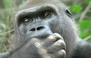 Gorilla Gorilla