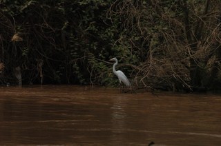 A bird on the side of the River Nile